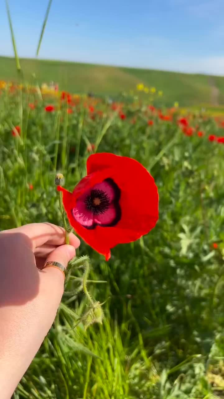 @Lalə✴️