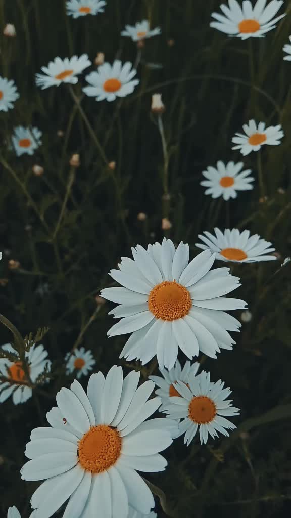 @Svetka