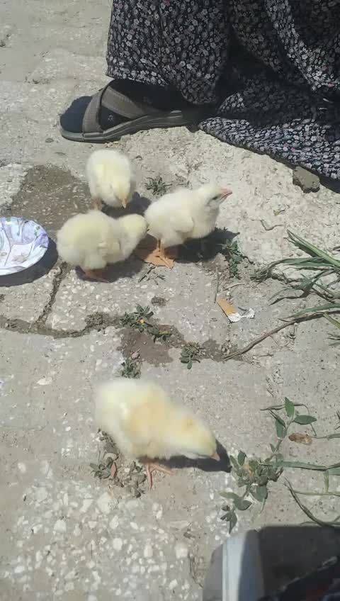 @Birsen çelikel