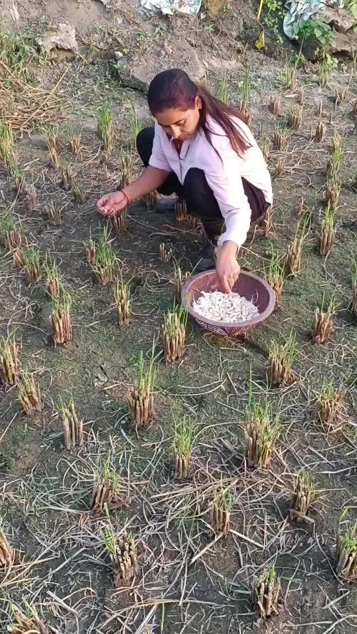 @Pabitra Poudel