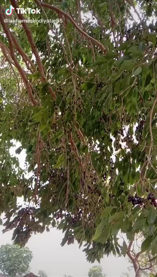 @Maya Kodiyatr 5751