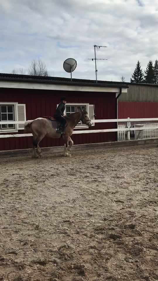 @•Equestrians•