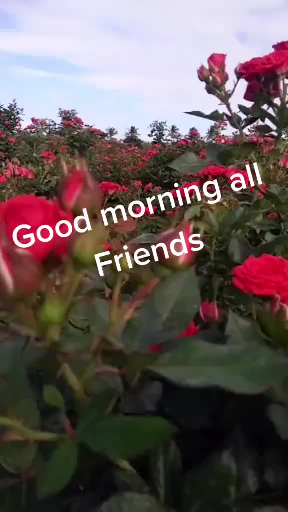 @pinku