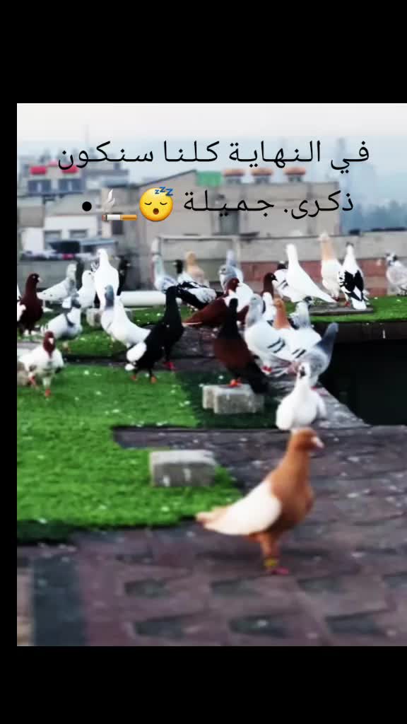 @ﺍﻟﹻﺷﹻۦۙۦۙﹻﻴﹻۦۙۦۙﹻﺦ515⚔️