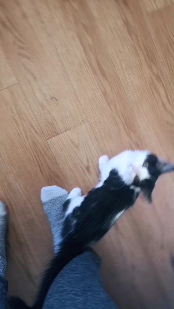 @If I fits I sits