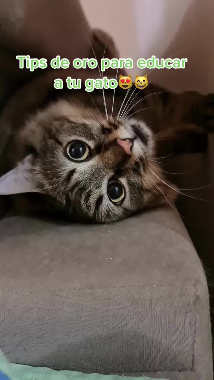 @mascotasfelices