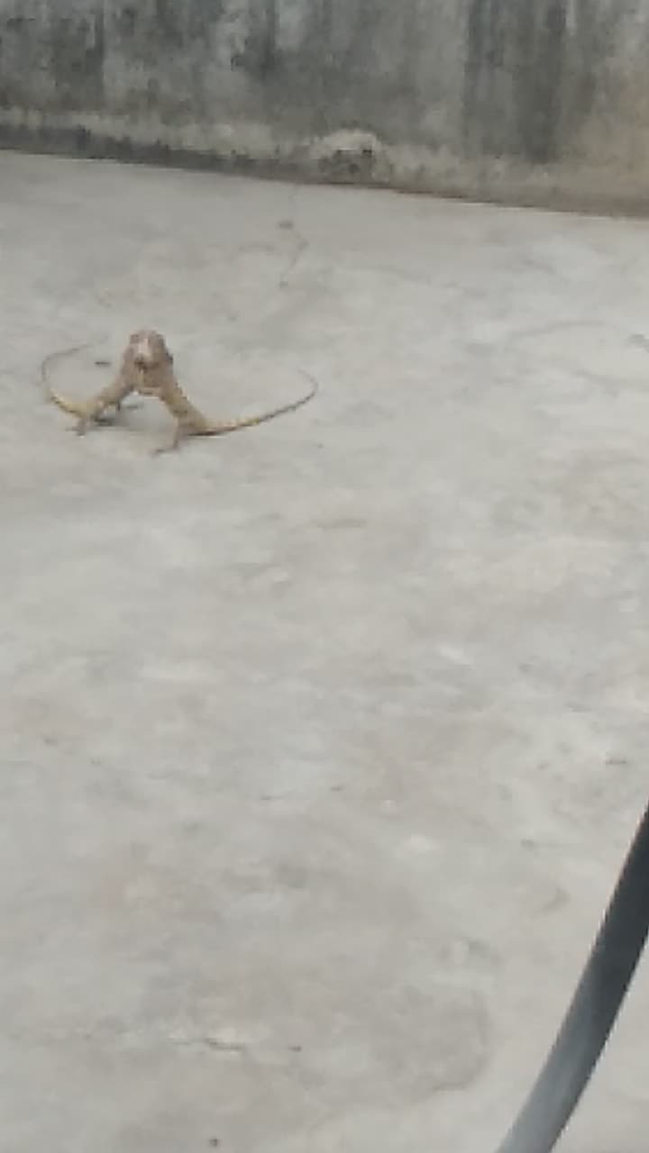 @lucky pravardhan