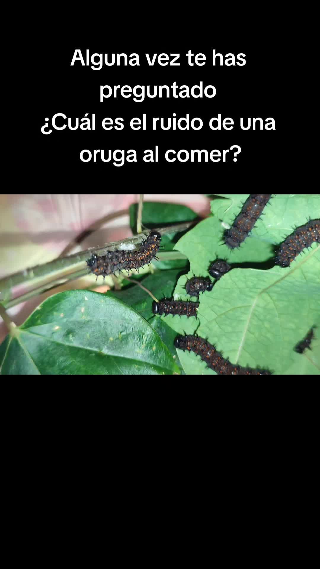 @Mariposas_EddVi
