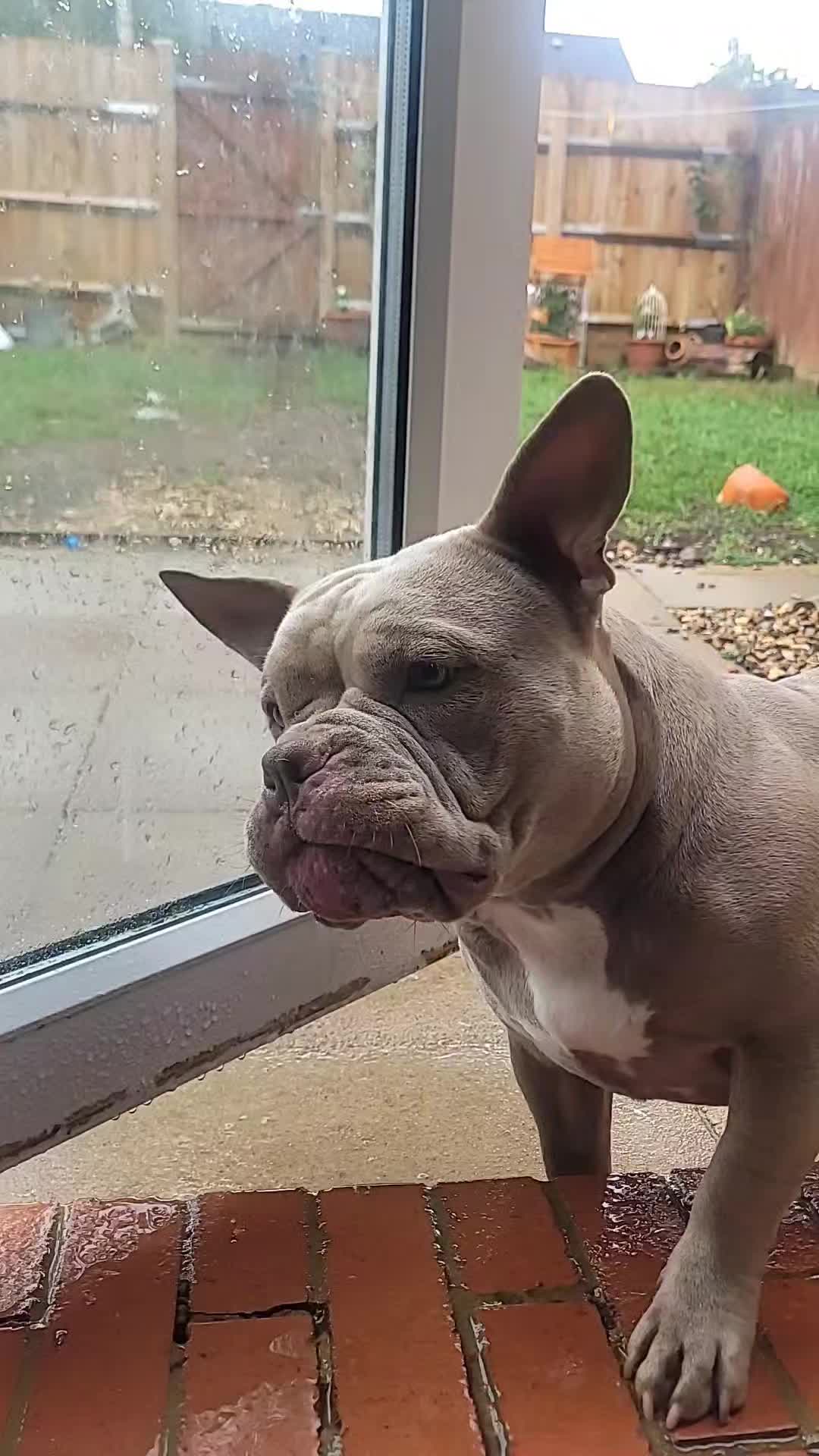 @🐾BULLY💗MOM🐾