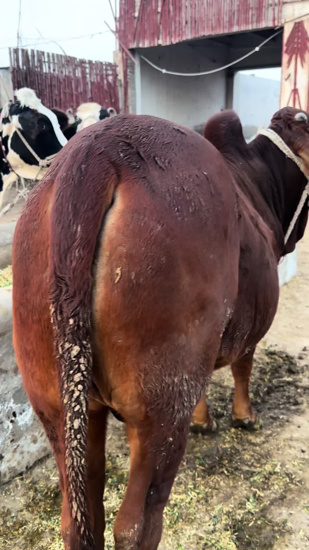 @ZA Farms
