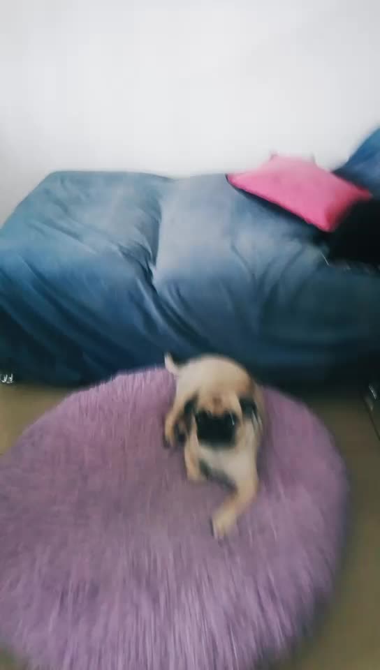@Norka Elizabeth The Pug