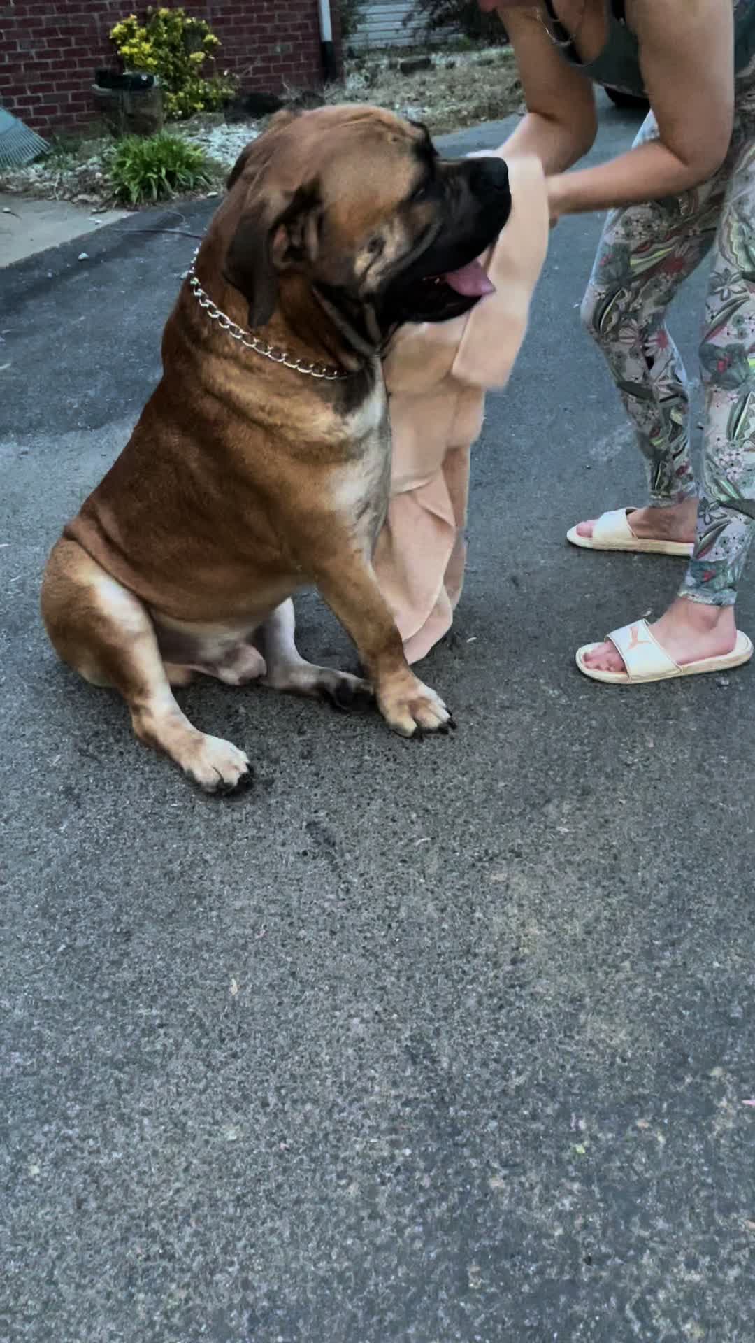 @kyboerboels