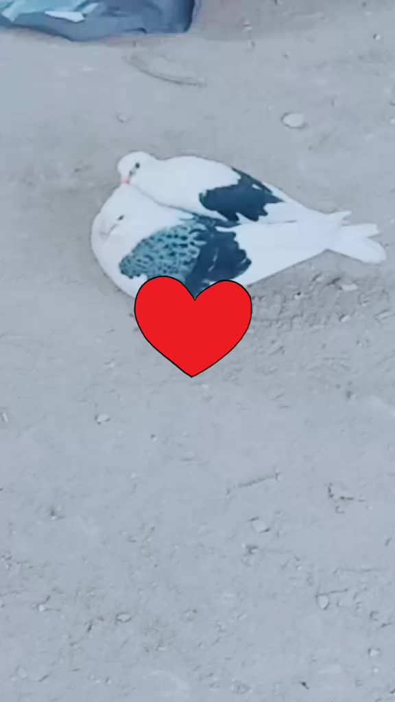 @Rahman Khan