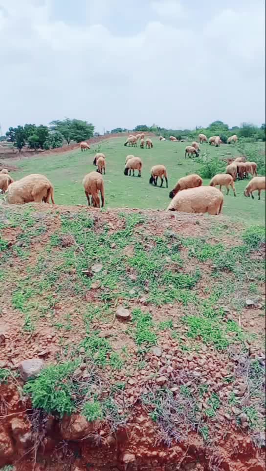@KAMLESH RABARI