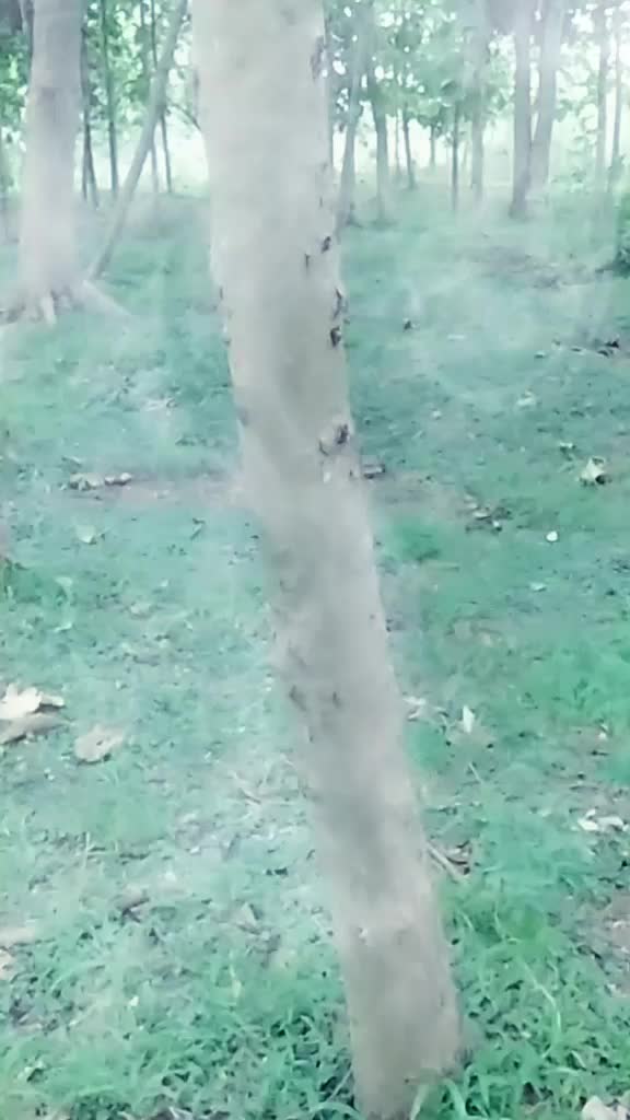 @KALAKAR MAJHI