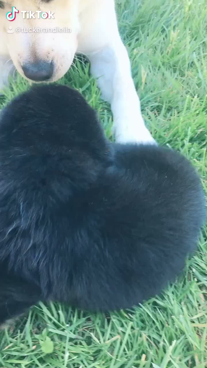 @Tuckerpuppy