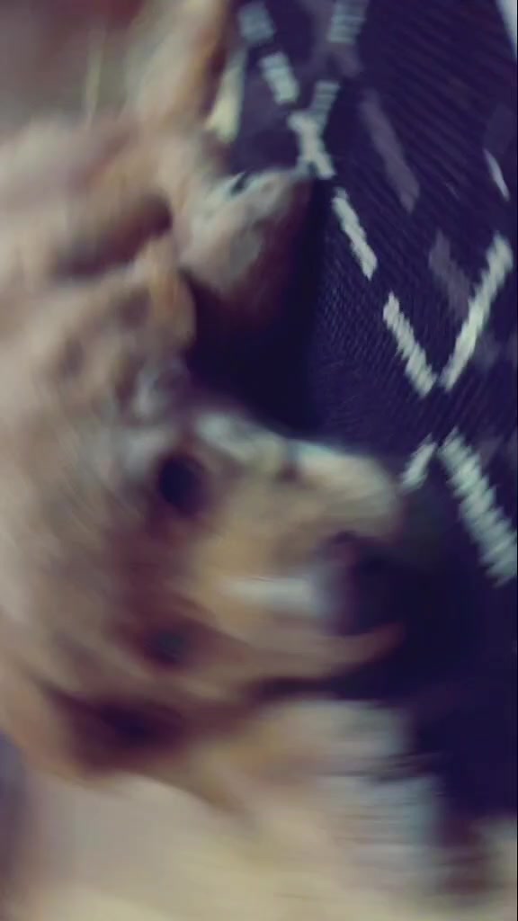 @Hilda the hoffi🐶🐾