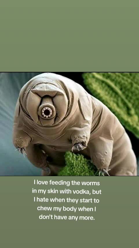 @wtfdi