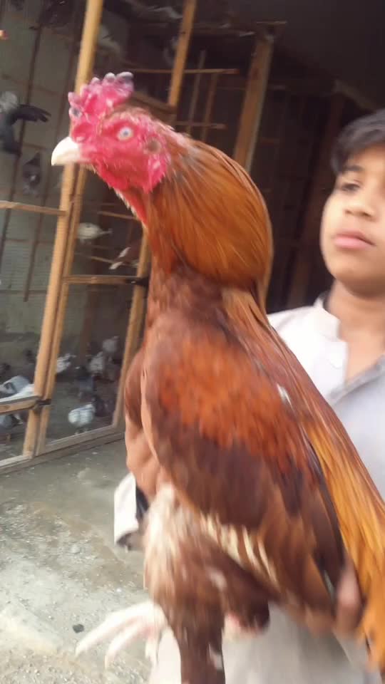 @Sheikh Aseels