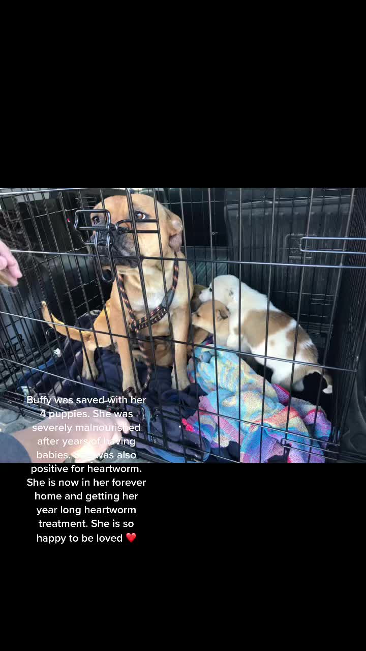 @Canine Safe Space