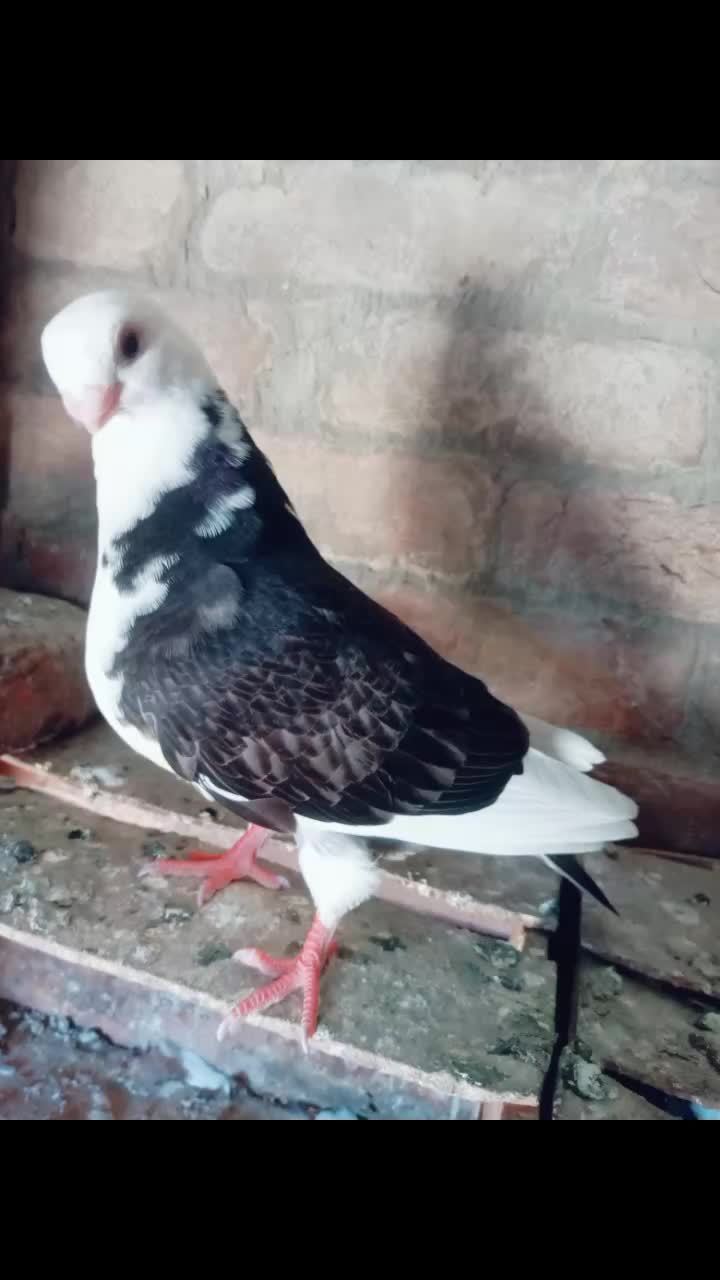 @Mir Ali