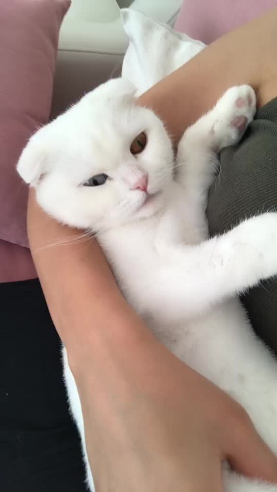 @poncik 🐱