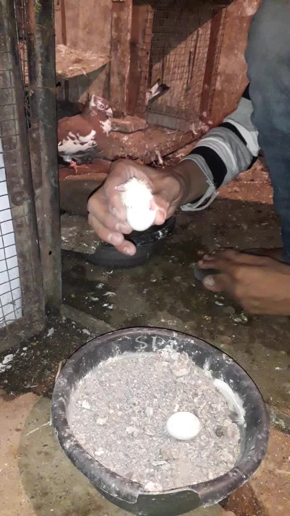 @SD &Agrave;ŕbaz