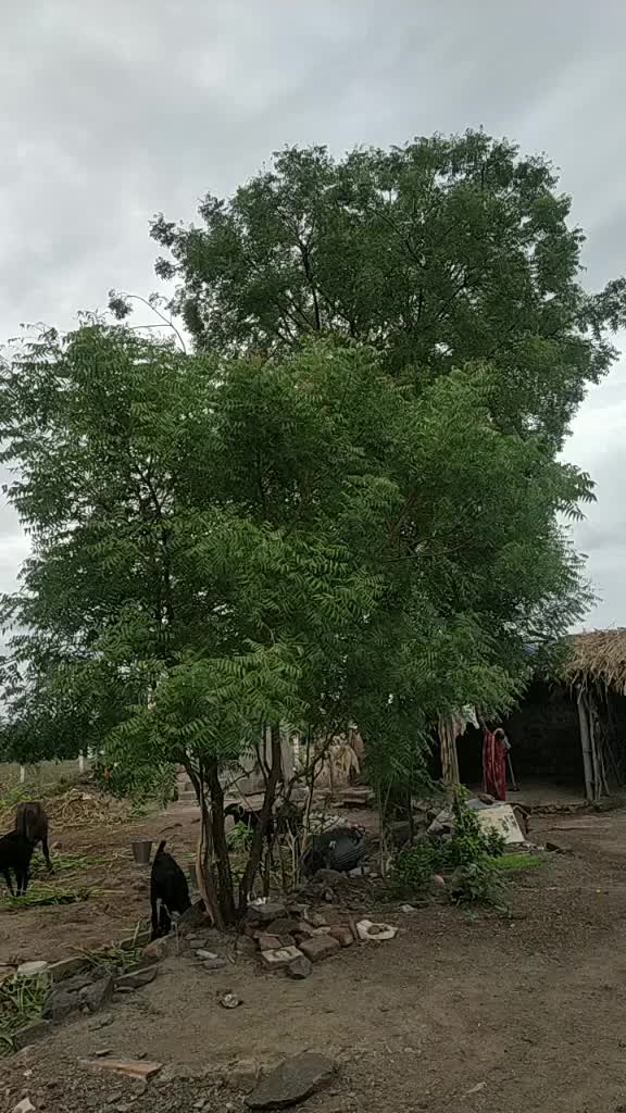 @madhu nagawade 21/25