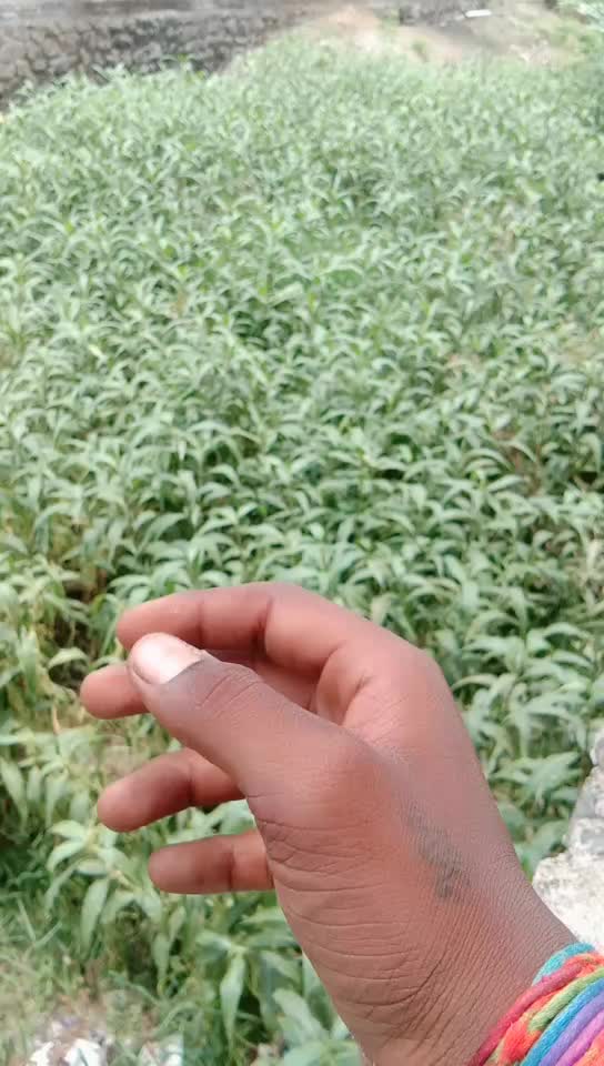 @@run__Kharol_α•k√√