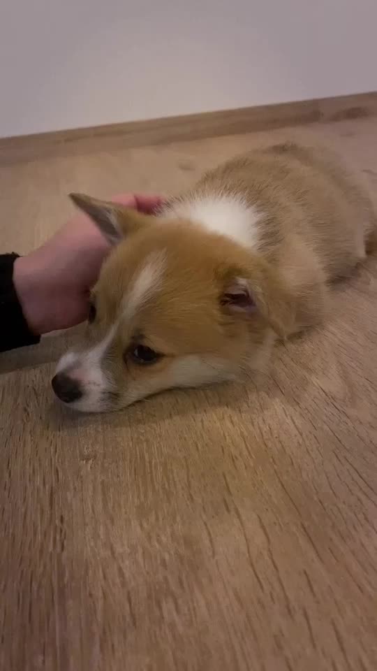 @jasminkathecorgi