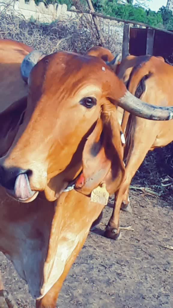 @😈 સભાડ 😈