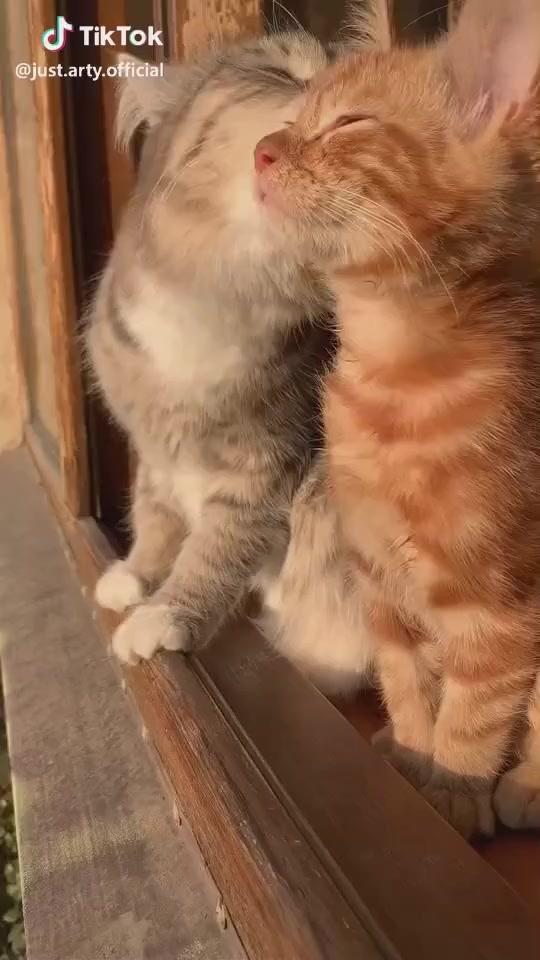@Енлик