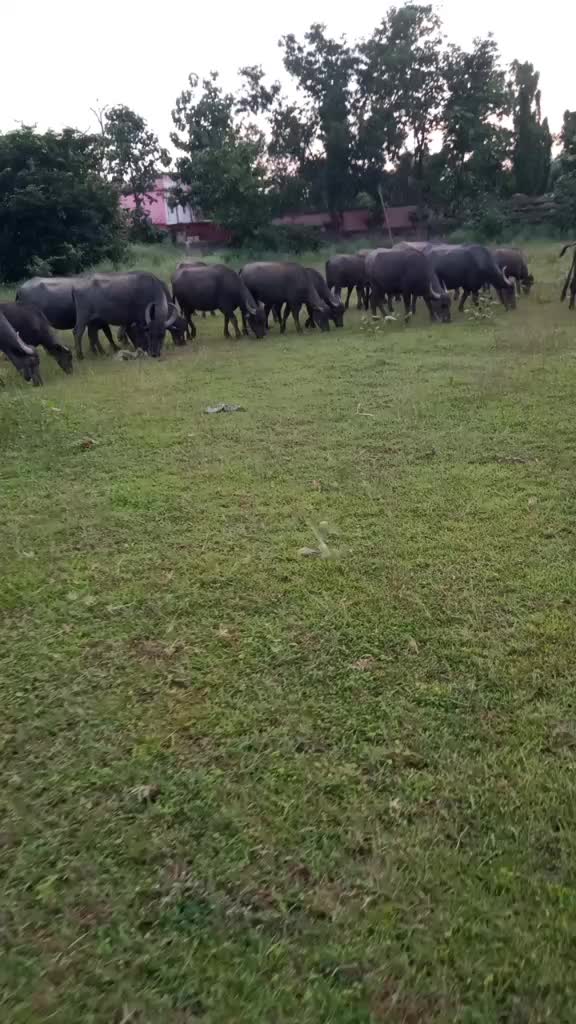 @ମହେନ୍ଦ୍ର