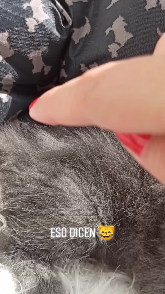 @Gato Orión