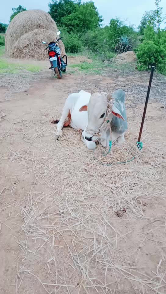 @Singarapu Rajesh