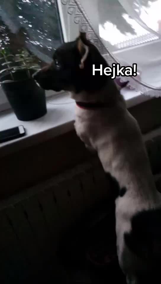 @❣️Reksio❣️