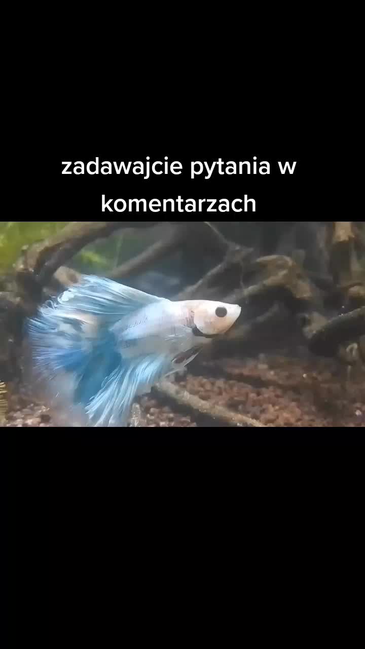 @🐟Mój wodny świat🐟