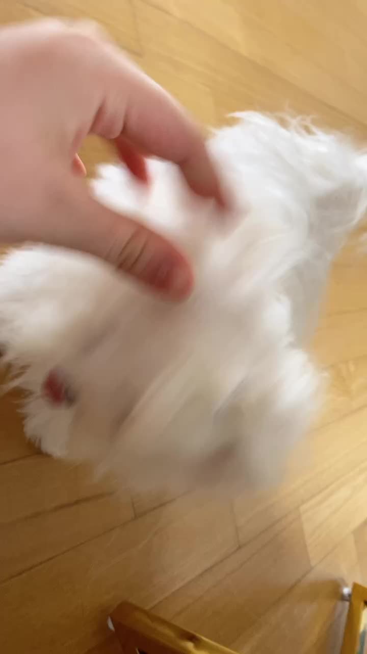 @๐ฒ๐๐๐๐ถโ๏ธ