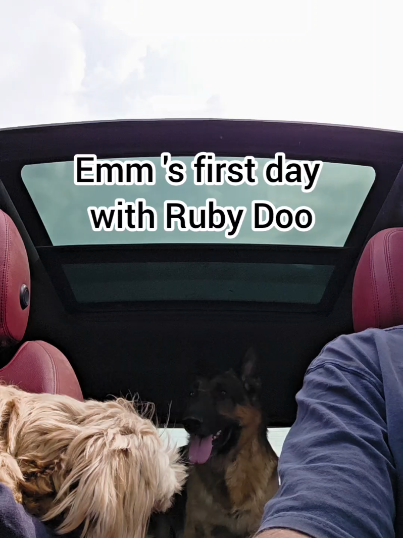 @BuddyandMikes Pal