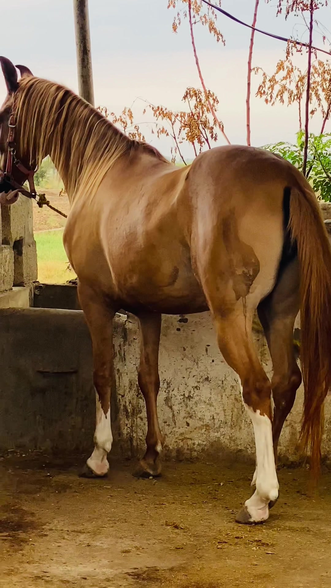 @Ch Hammad bokan ♥️🐎