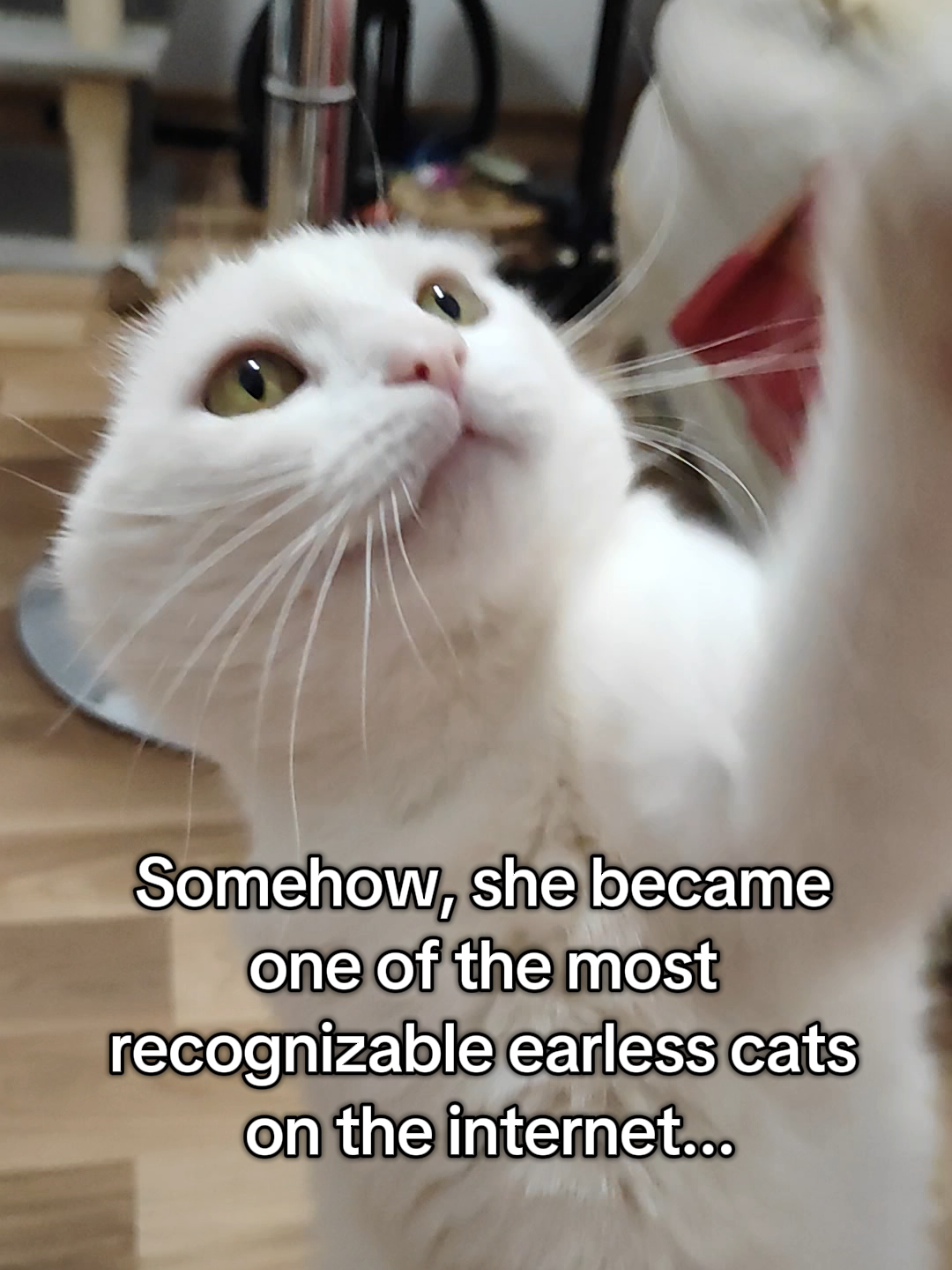 @Fluffy and Pixie