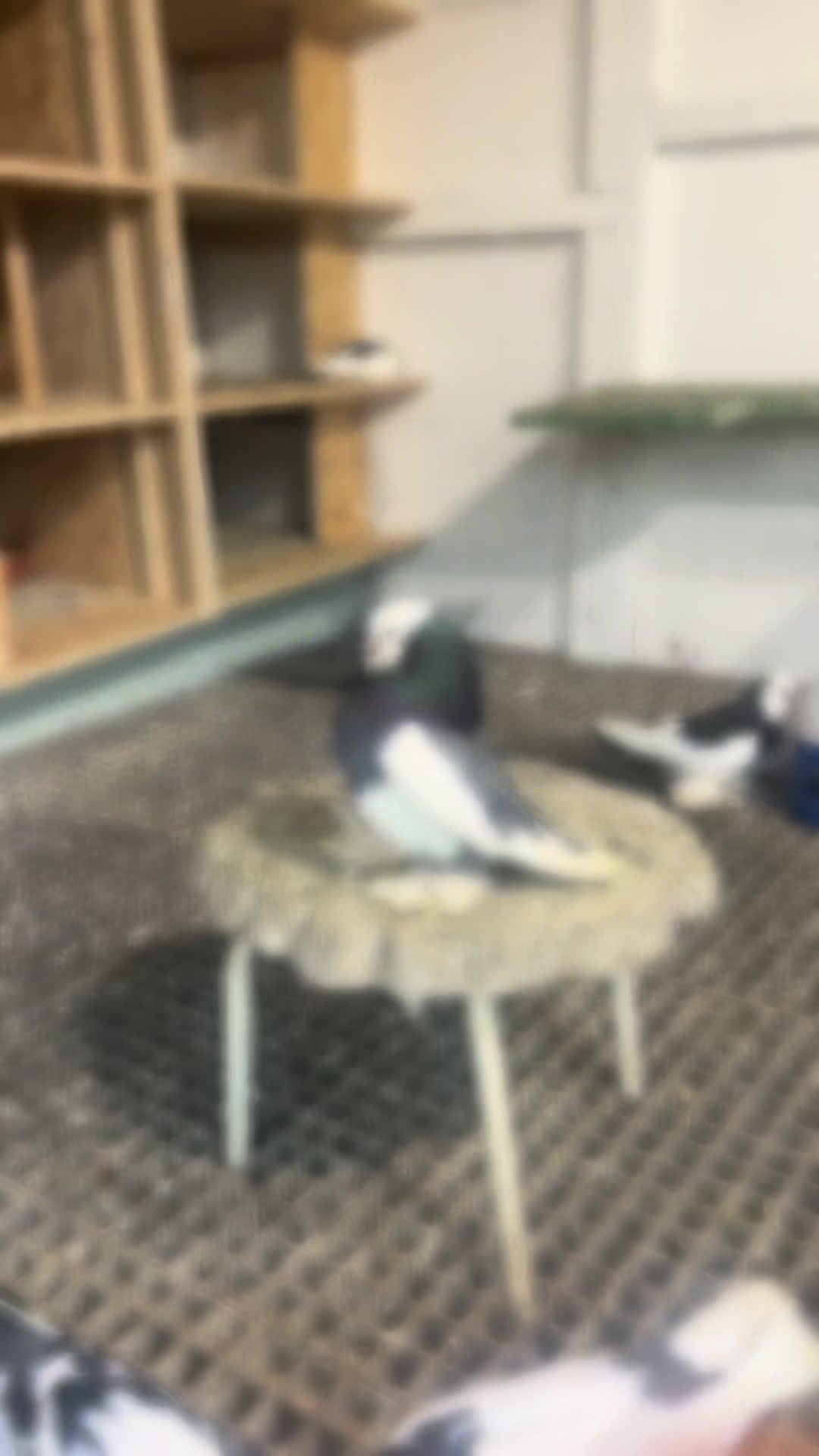 @Pigeon London