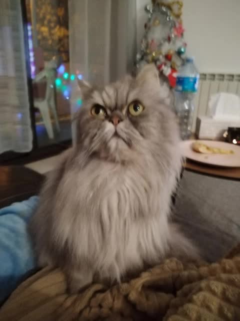 @elgatok