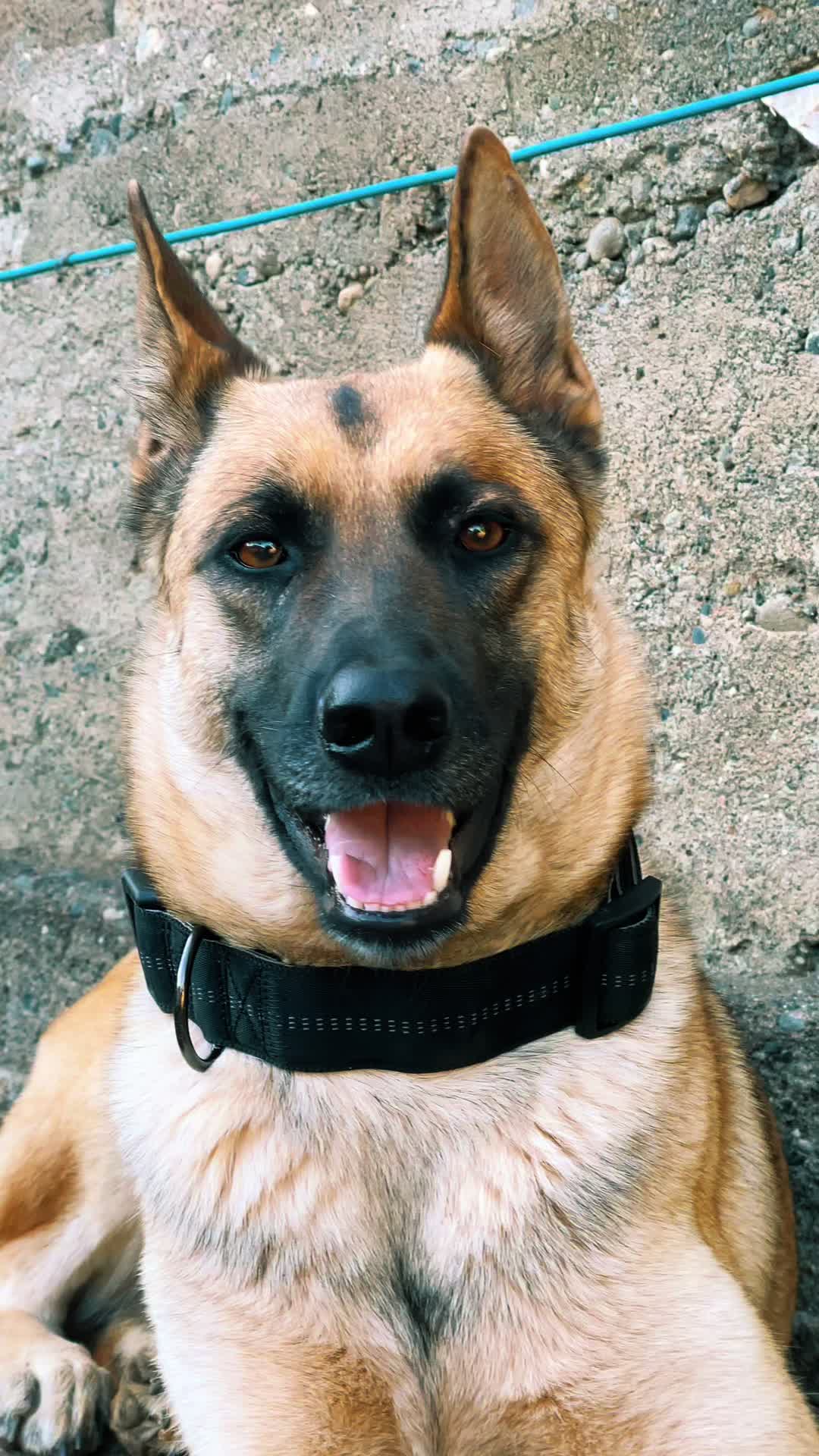 @The_belgian_malinois
