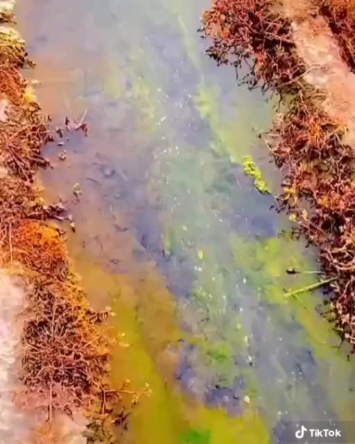 @چیما سمان