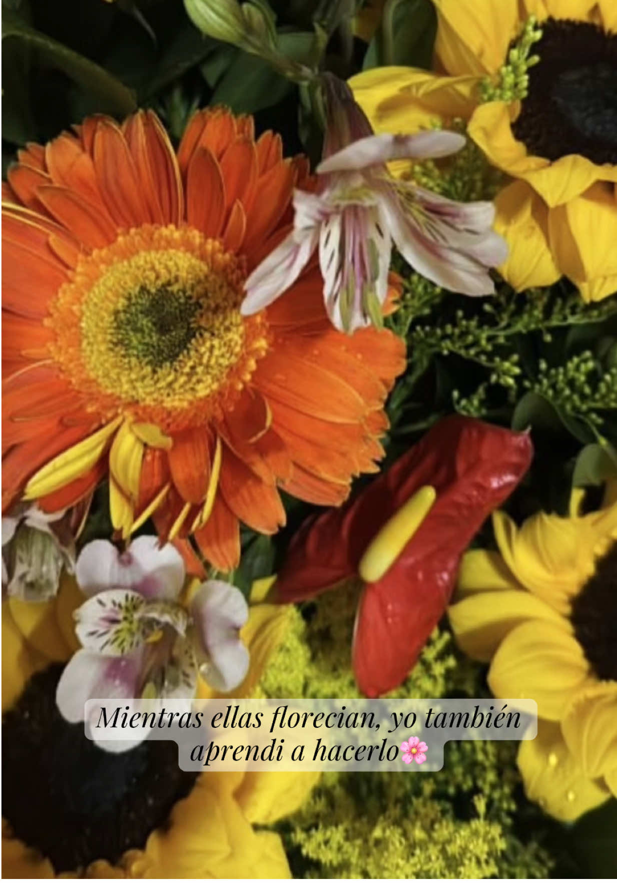 @🌼Mitzi López🌼