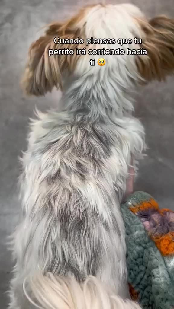 @Biewer Terrier World