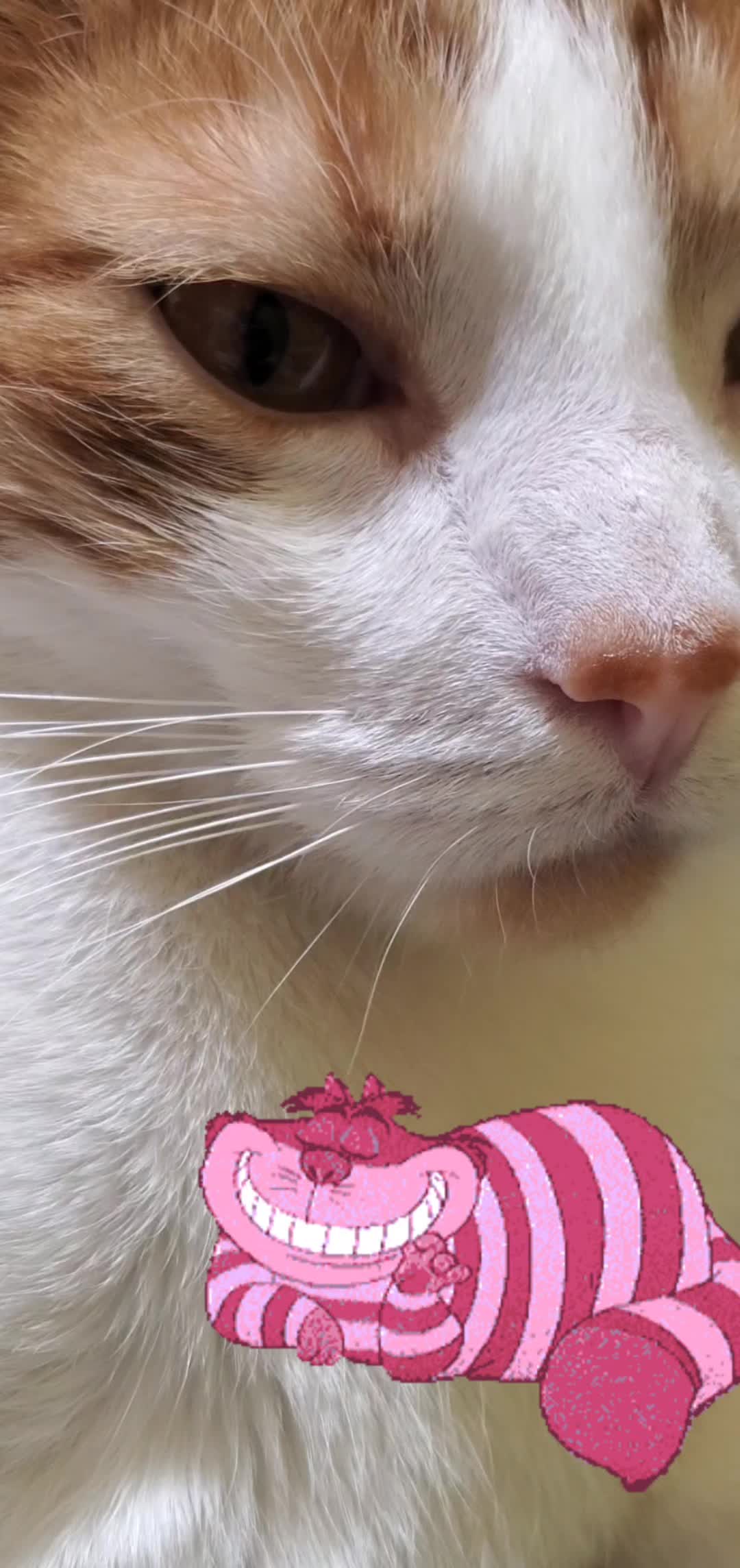 @Lil' Tiger Sylvester Ruediger
