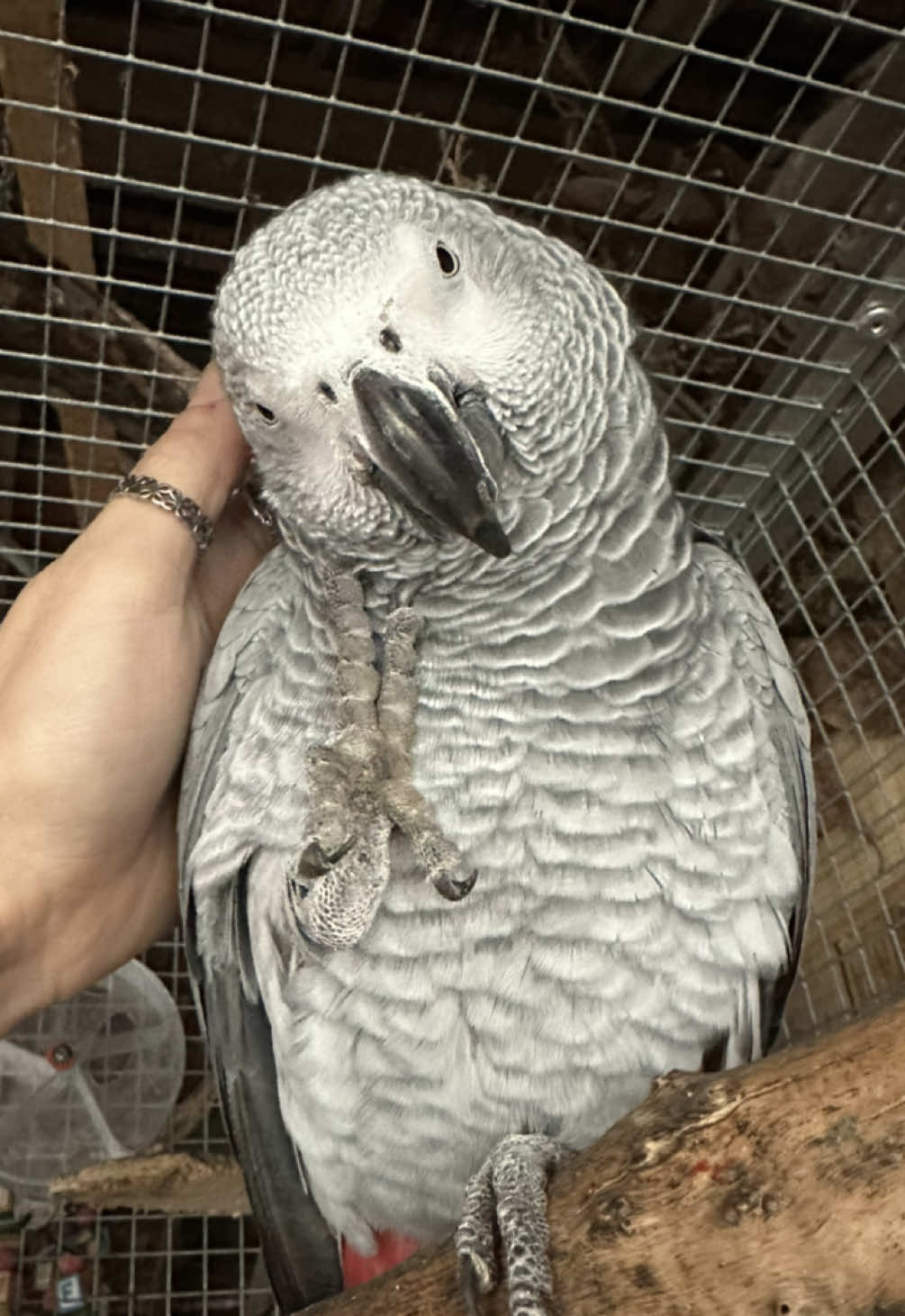 @(C&eacute;lia)BeHappyWithParrots🦜