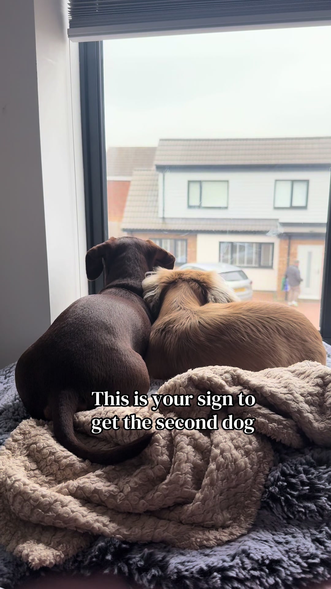 @sausagedogsisters